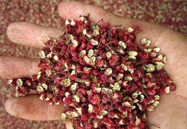 大红袍花椒苗 致富一定要选花椒