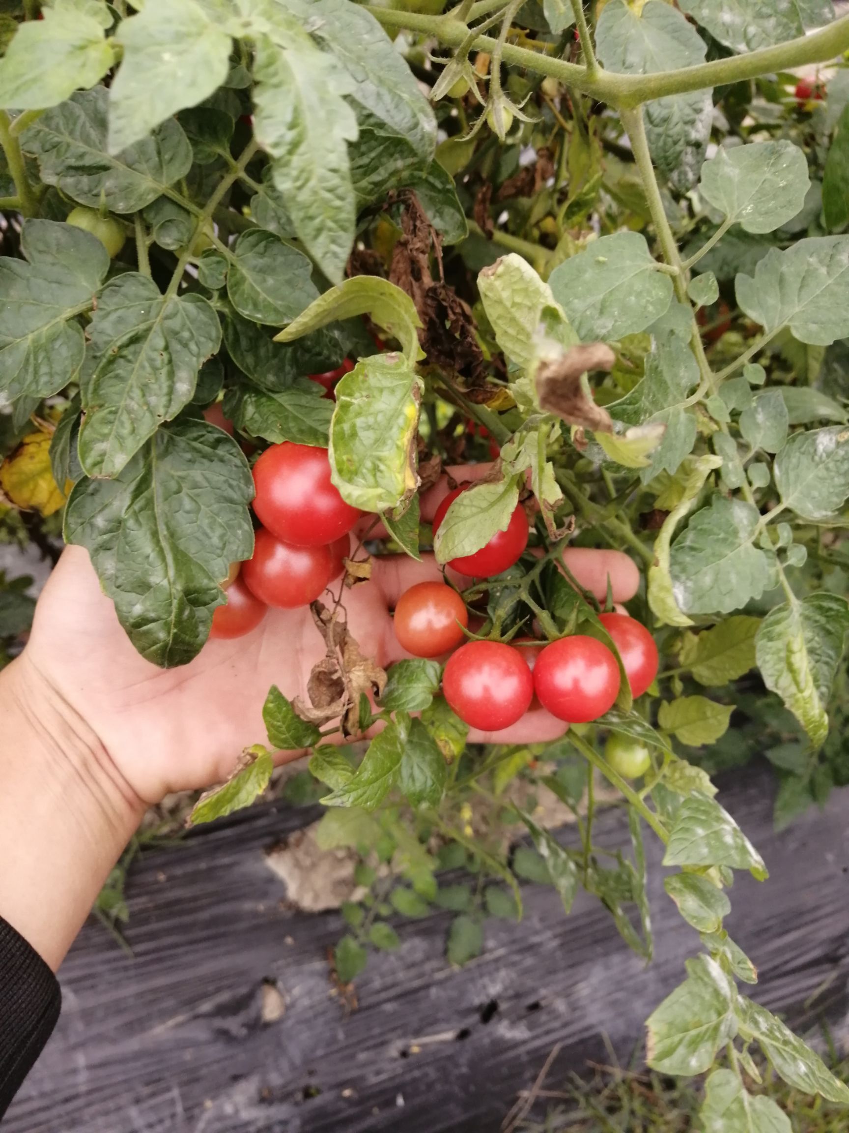 樱桃小番茄 【五斤起】圣女小番茄美味可口