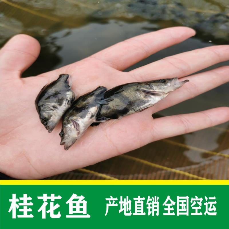 桂魚苗批發(fā)，桂花魚苗報(bào)價(jià)，季花魚苗，鱖魚苗