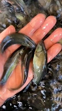 广州良种水产 丁桂鱼苗批发 丁桂鱼苗公司