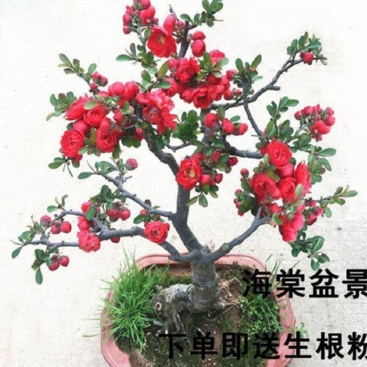 长寿果海棠盆栽  长寿冠海堂盆栽苗带花苞发货 当年开花   包邮