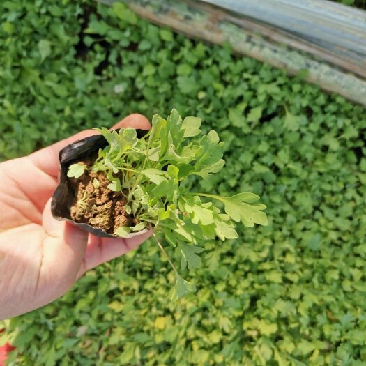  虞美人 赛牡丹 锦被花 草本植物