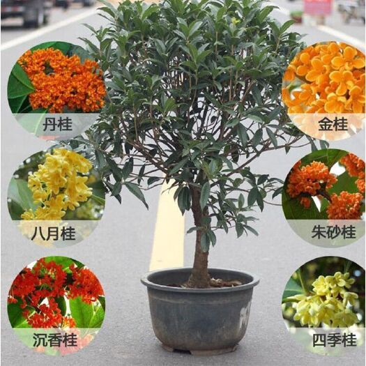 平邑县金桂 桂花盆栽（四季桂，月桂，丹桂，日香桂，朱砂桂）室内外盆