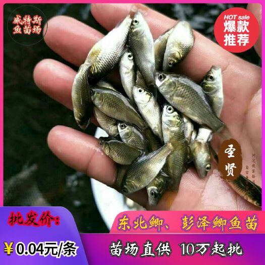 佛山 鲫鱼苗‖东北鲫鱼苗‖彭泽鲫鱼苗‖中科三号鲫鱼苗‖百富鲫苗