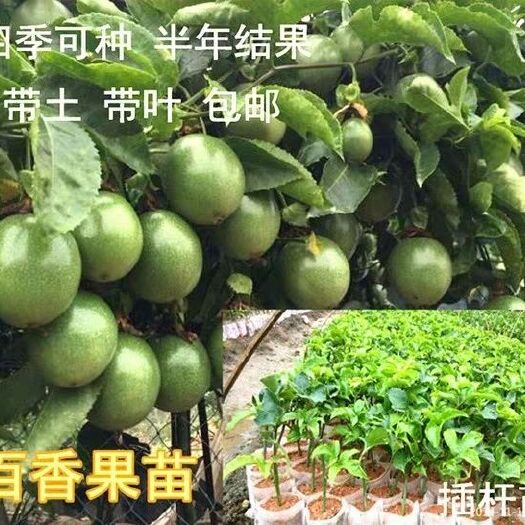 邻水县 百香果苗 黄金百香果树果苗 四季爬藤 南方 特大盆栽地栽南方