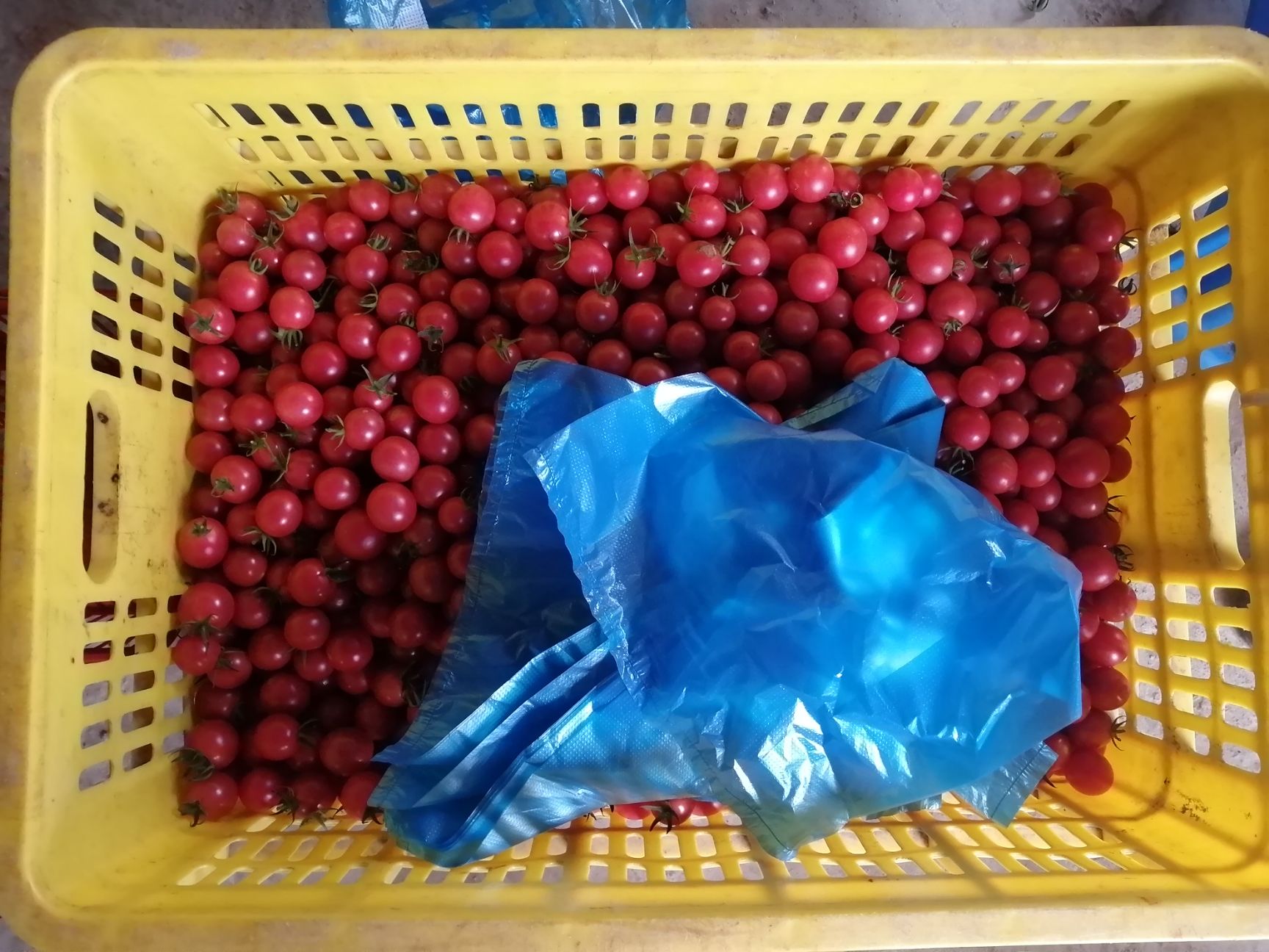 樱桃小番茄 【五斤起】圣女小番茄美味可口
