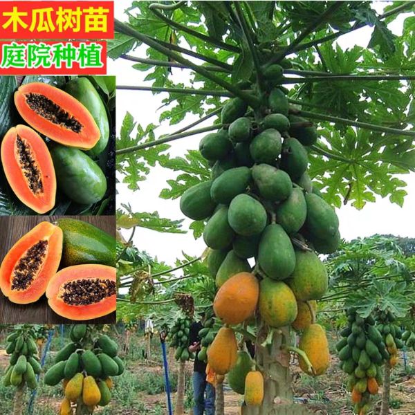 灵山县红心木瓜苗 水果木瓜，矮化行木瓜，20～30公分高，二四小时发货