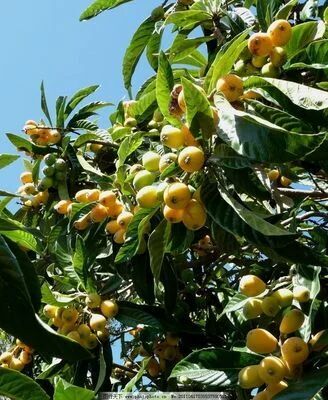 郸城县 枇杷树苗南北方四季种植易活地栽果树当年结果