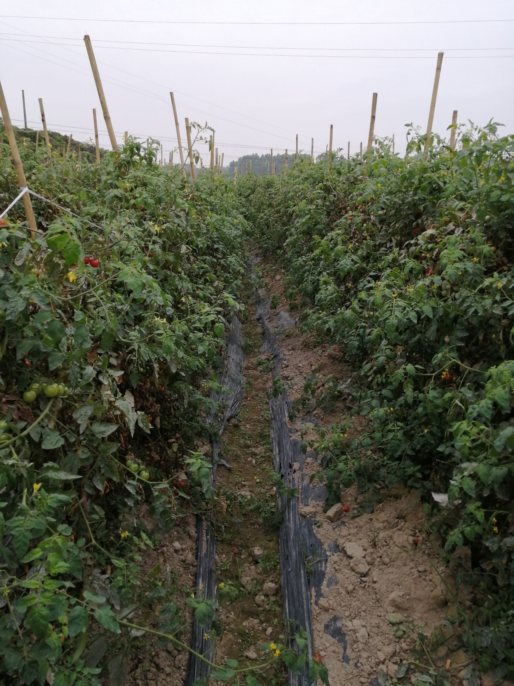 樱桃小番茄 【五斤起】圣女小番茄美味可口