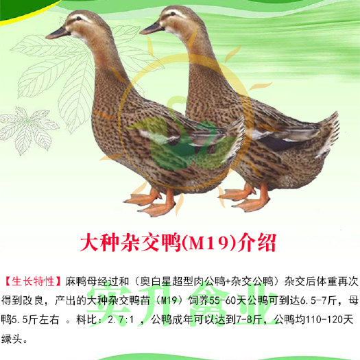 南宁 优质 M19鸭苗