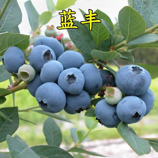平邑县 蓝丰蓝莓苗 北陆蓝莓苗 四年苗 当年结果 全国发货 包成活