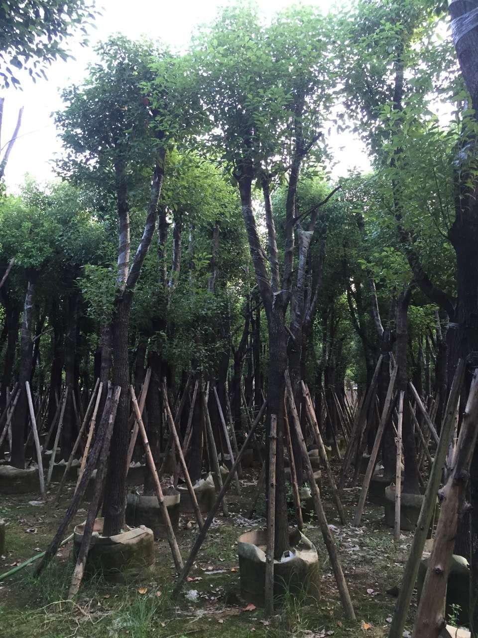 广东香樟（小叶樟）产地批发 移栽成活率高