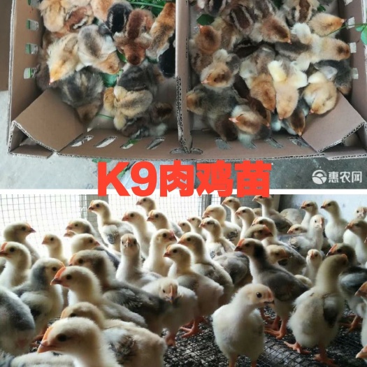 南宁 K9肉鸡苗882
