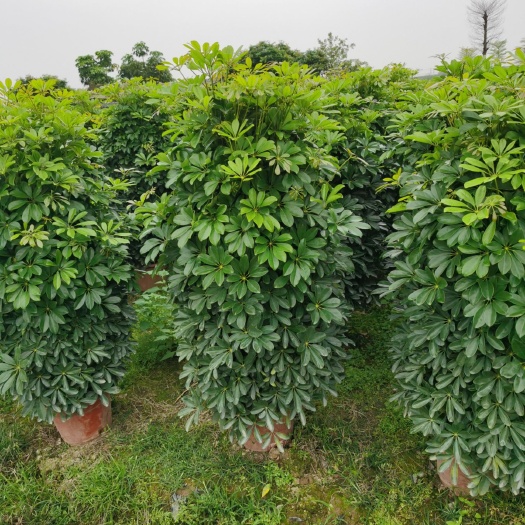 广州鸭脚木盆栽 鸭脚木400盆