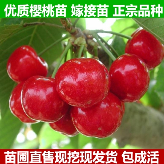 平邑县 红灯樱桃苗 大红灯樱桃树苗 南北方种植 当年结果