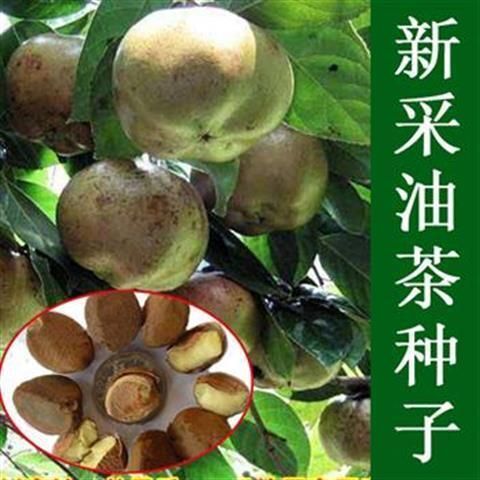 沭阳县 新采油茶种子大果红花油茶种子白花油茶 茶花山茶 树种子油茶树