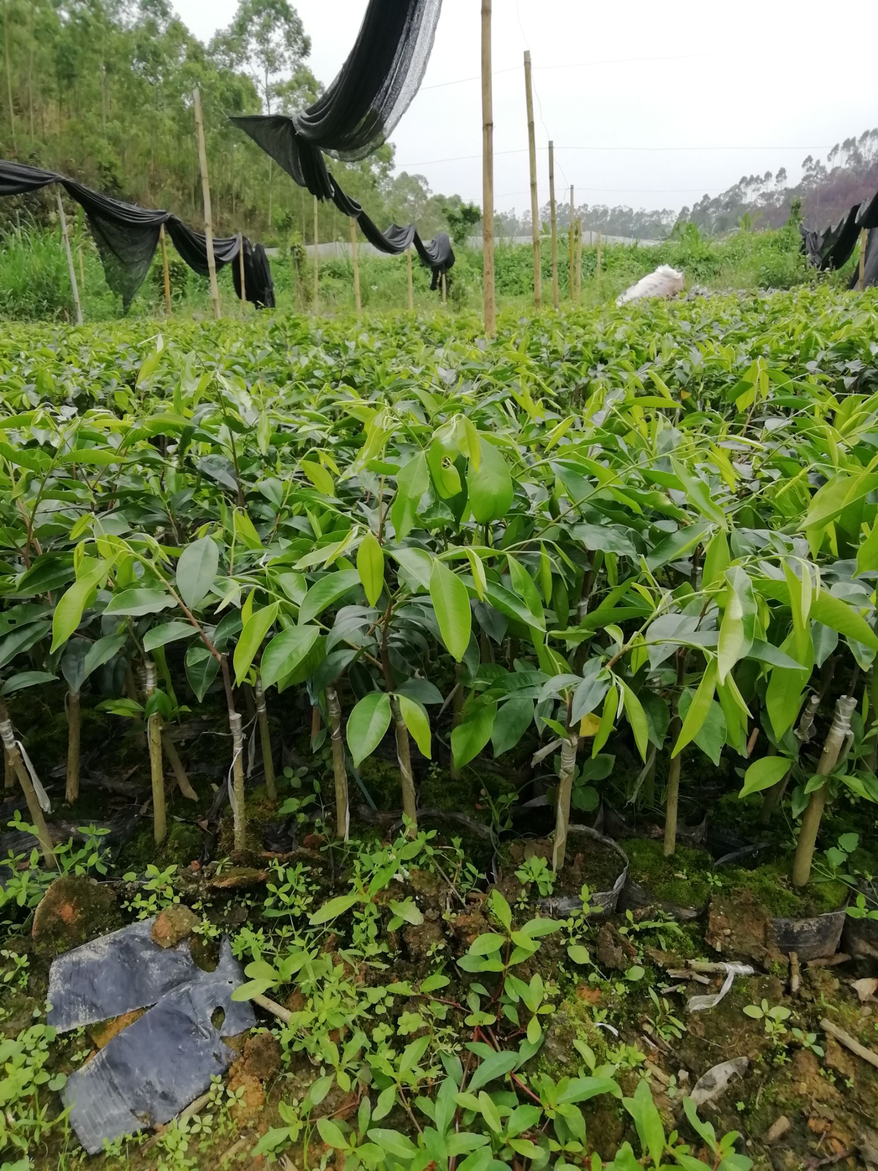 奇楠沉香树 沉香奇楠苗，品种靓出油快，常年供应！