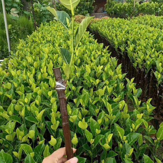 灵山县红肉菠萝蜜苗  泰国十二号菠萝蜜苗