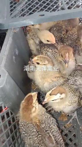 衡阳土鸡苗  脱温土母鸡苗，半斤以上青脚土鸡母苗疫苗全打齐