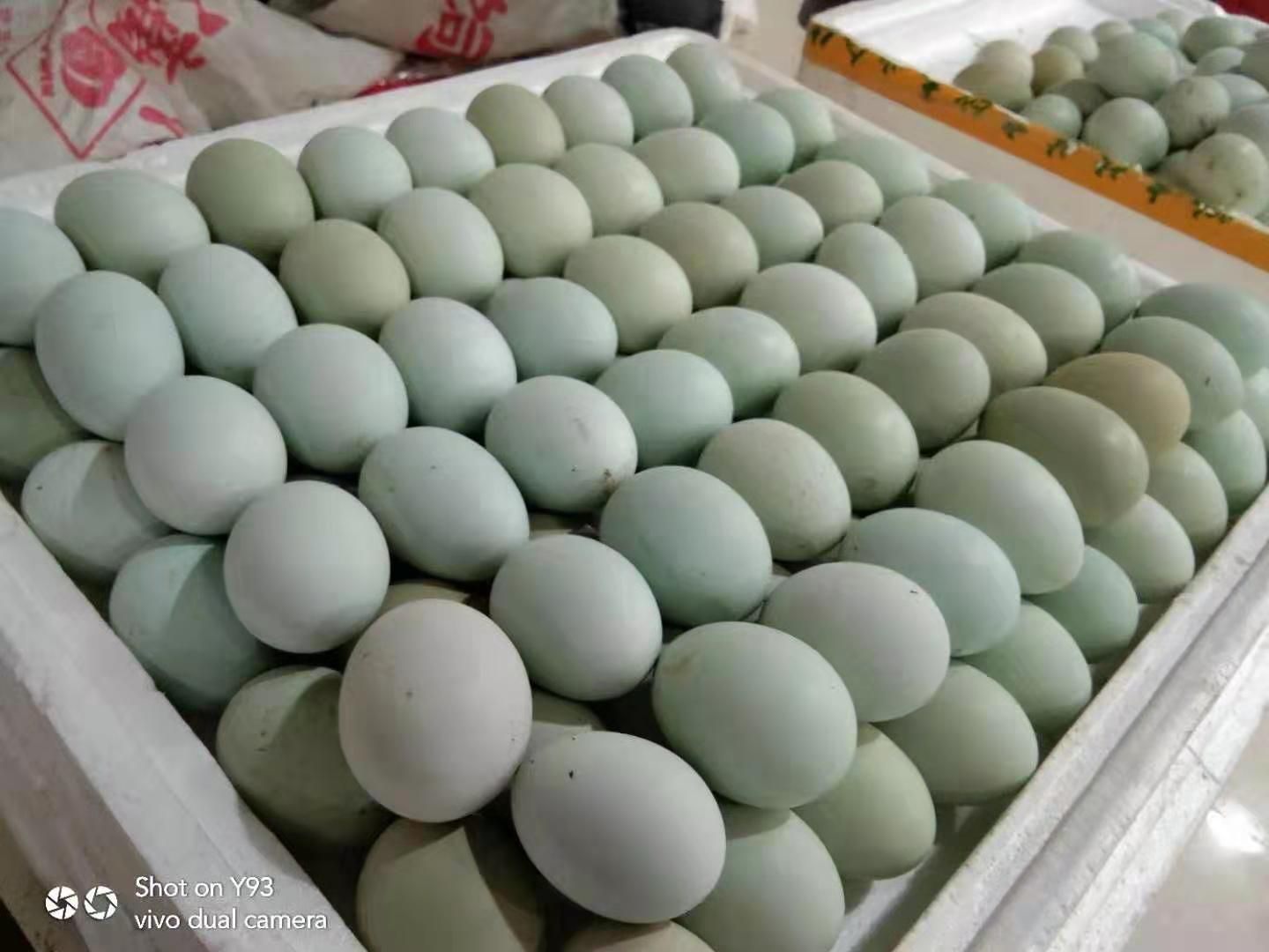  全生态绿壳鸡蛋