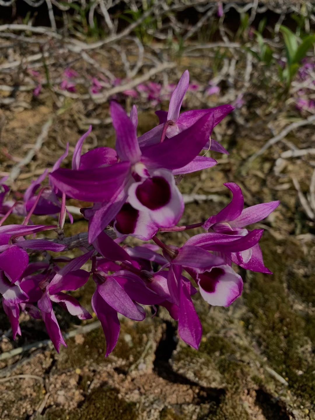 紫花喇叭唇石斛 花青素含量高的花