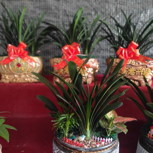 厦门景观盆栽