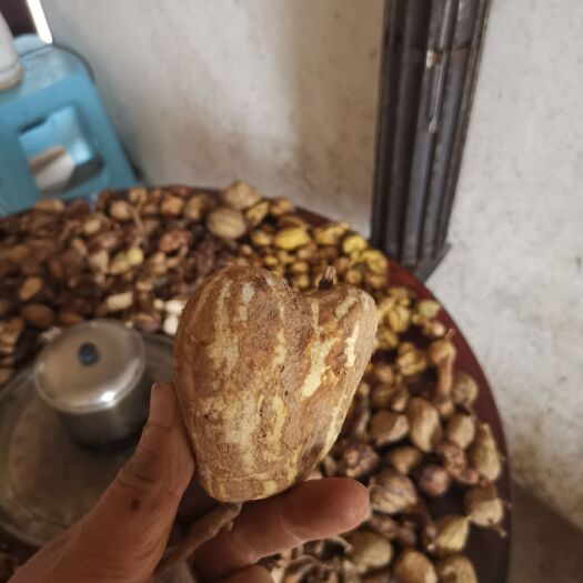 万源市 四川大山深处金果榄