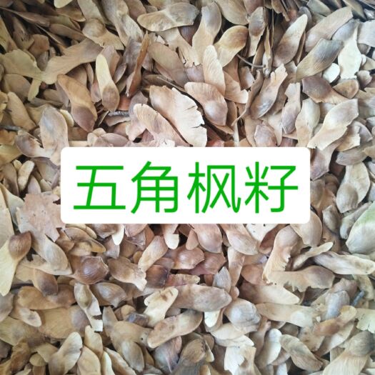 安国市五角枫种子 批发大货五角枫籽