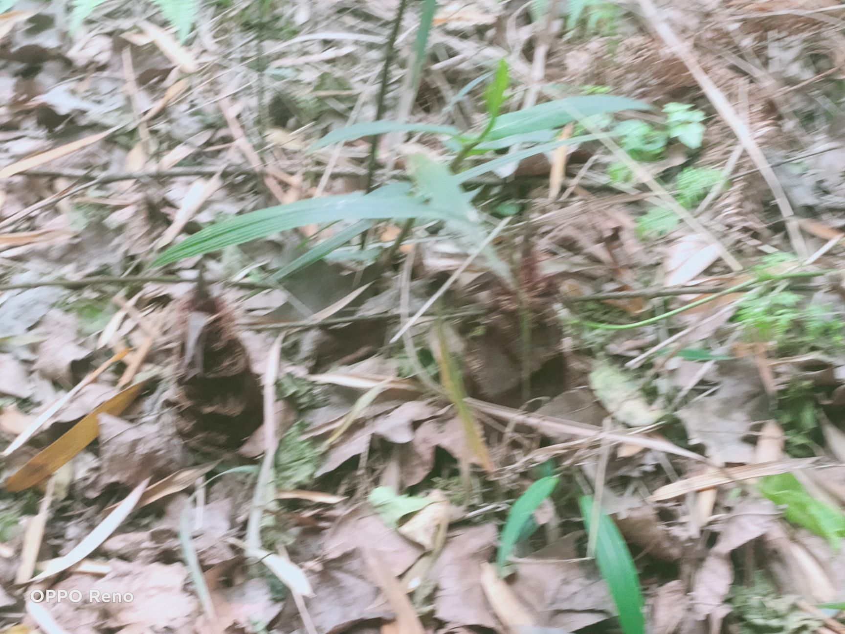  新鲜  无公害毛竹笋