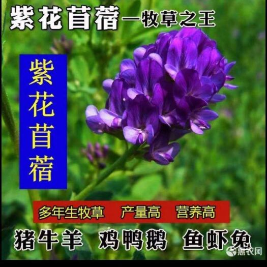 沭阳县苜蓿草种子 紫色苜蓿牛羊吃的专用牧草，营养价值富含多种维生素