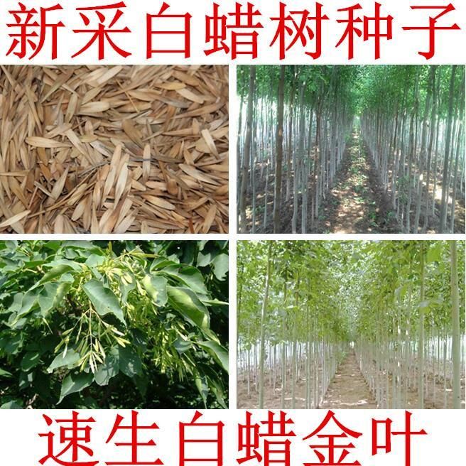 沭阳县 白蜡种子 对节金叶白蜡种籽 小叶大叶树籽速生白蜡种子白蜡树种