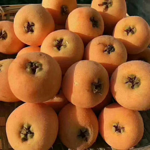 米易县米易枇杷  枇杷种植户量大从优货源充足