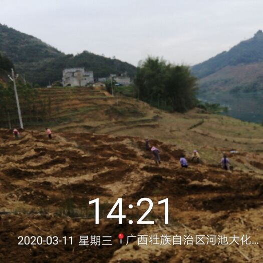 南宁泰国红宝石柚苗 鲜友农业红宝石青柚2020