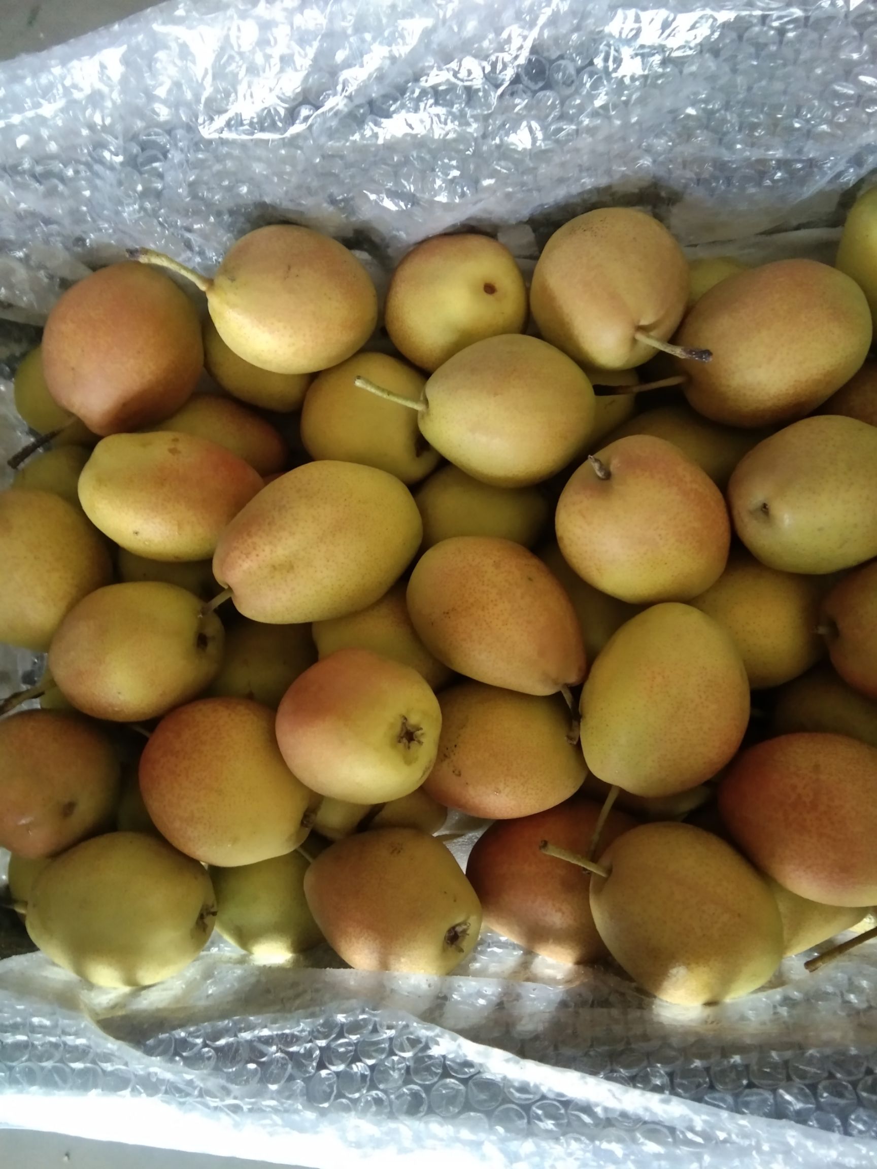 赵县 大量出售各种各样的梨，高质量，低价格，诚信待客。