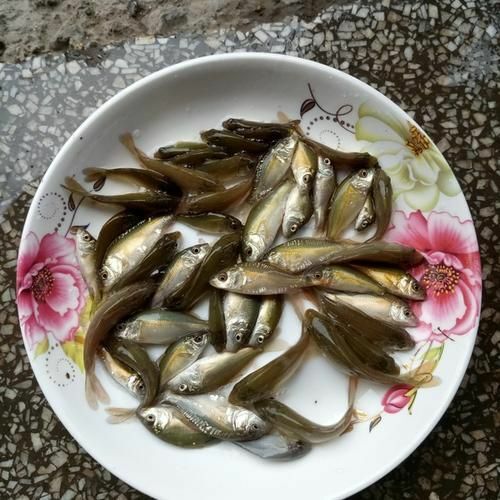 南充鲫鱼苗  裸鲤鱼苗，无甲鲤鱼，提拱技术指导，包送货上门