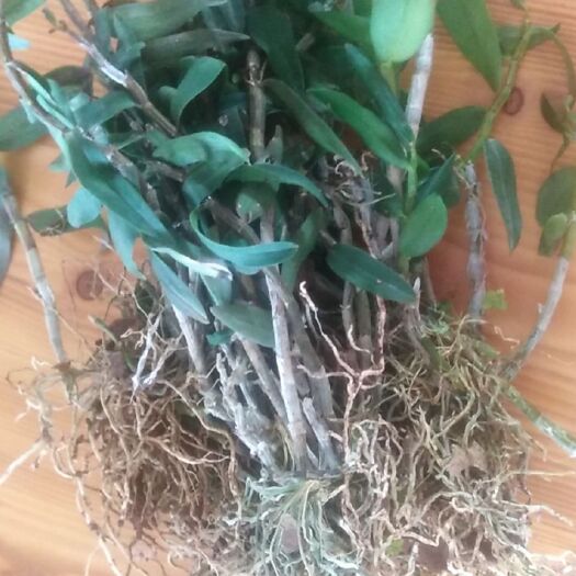惠东县 铁皮石斛苗