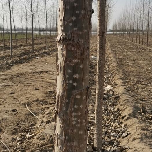 新乐市 4.30到6个的107速生杨，要的速度联系。