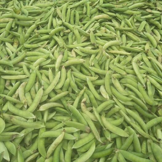金堂县豌豆荚  农村本地批量出售豌豆角，天然无公害无农药无化肥，