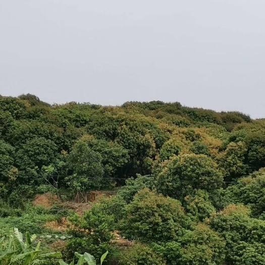 化州市意大利蜂 纯正蜂蜜，龙眼蜜
自产自销，68一斤