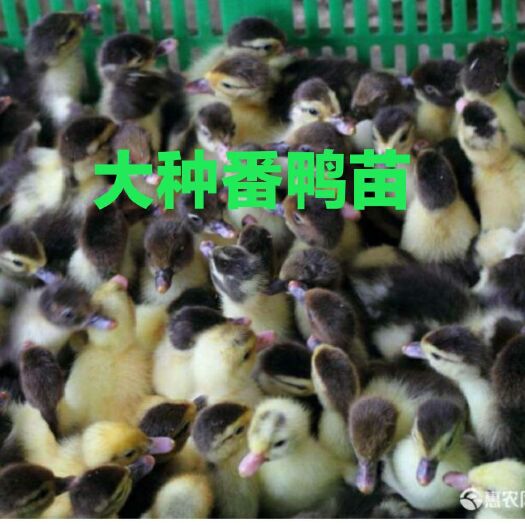 南宁 番鸭苗