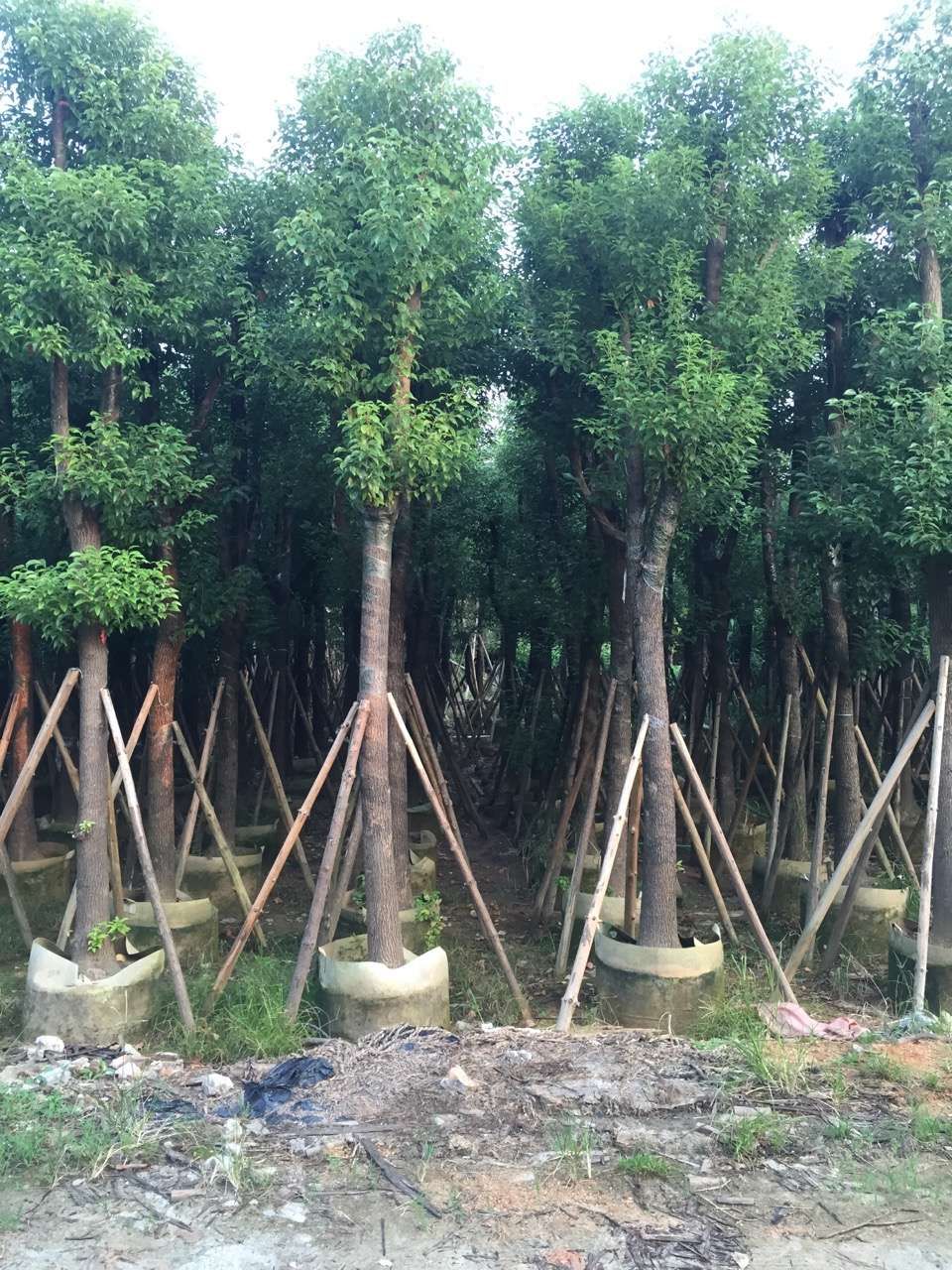 广东香樟（小叶樟）产地批发 移栽成活率高