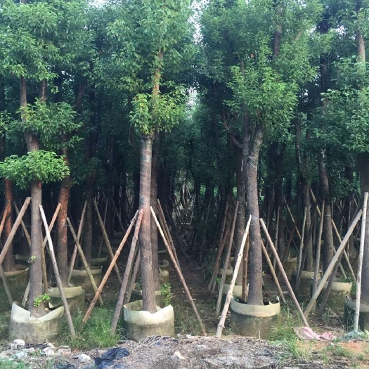 普宁市广东香樟（小叶樟）产地批发 移栽成活率高