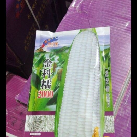 夏邑县糯玉米种子 金科糯2000 糯米种子   （最好的糯米品种）