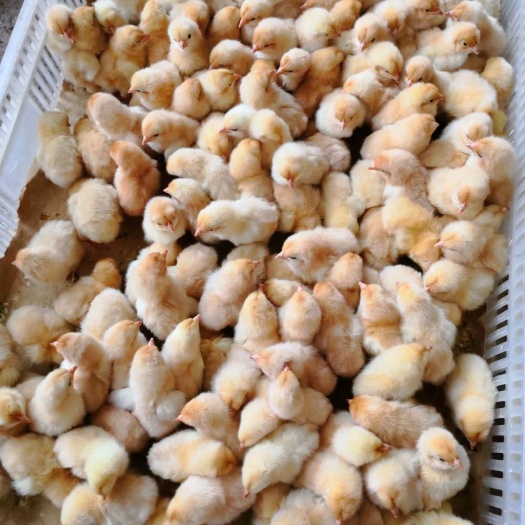 南宁 三黄鸡苗