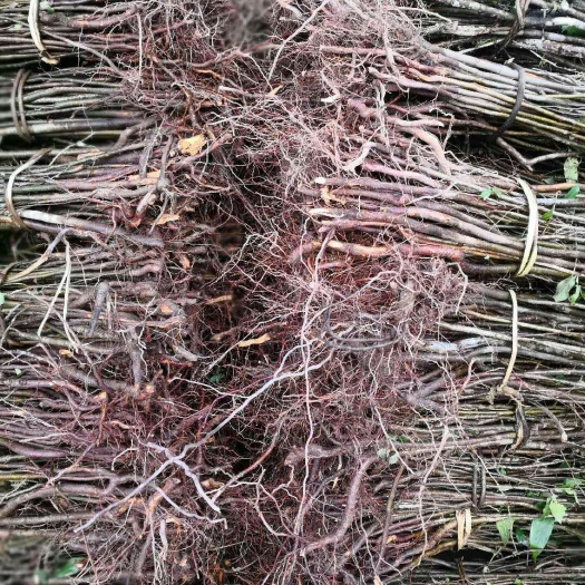 彭州市【皱皮木瓜苗】药用木瓜【两年大苗】各种规格都有货