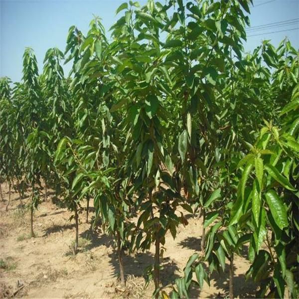 北大王樱桃苗 基地直发，自培自育，根系发达，成活率高，包对版