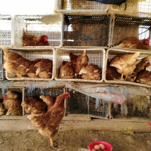 灵宝市 正宗的果园散养土鸡蛋，
