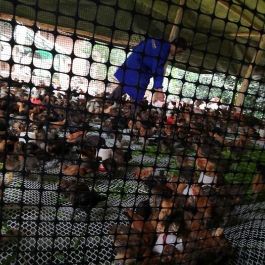 巴中 大量出售各种大小、鸡苗、鹅苗、种鸡蛋、种鹅蛋价格详谈