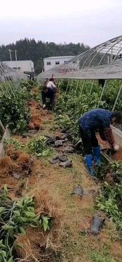 洪江市 油茶苗，大量供应商
