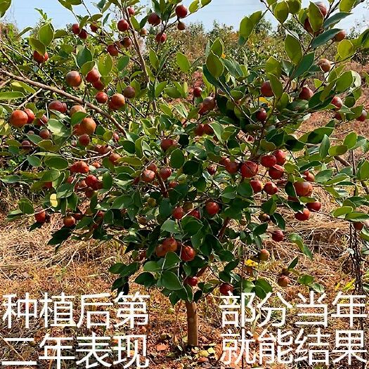 油茶树苗  【包邮】长林系列高产嫁接基地发货成活率高根系